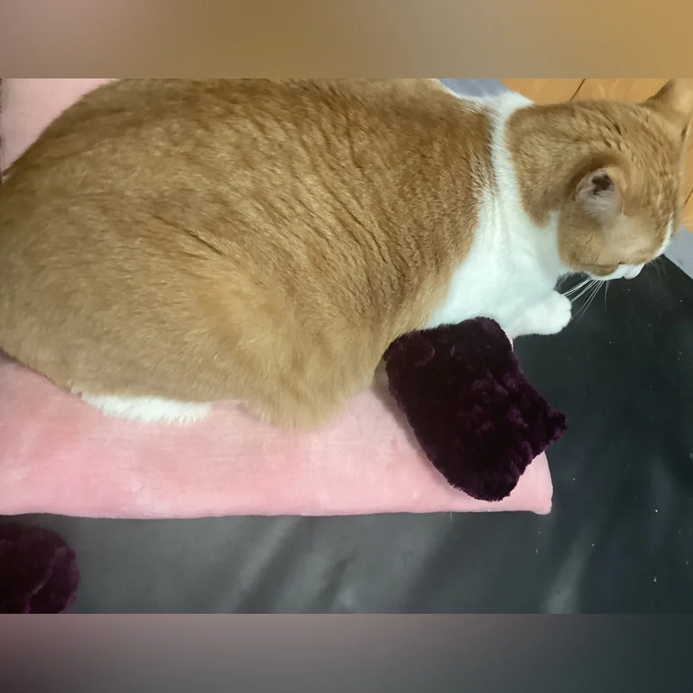 Bunny/Cat/Dog Pillow